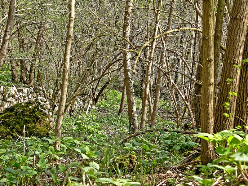 Ritrovamenti domenica 01 aprile.